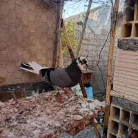 کفتر  پرشی|پرنده|میناب, |دیوار