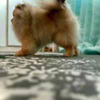 پامر خرسی کوچولو