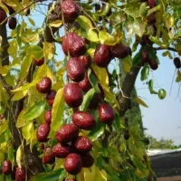 نهالستان میانداب|خدمات باغبانی و درختکاری|کاشان, کوی اداره گاز|دیوار