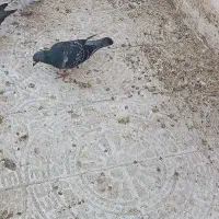 کبوتر پلاکی|پرنده|بندر گناوه, |دیوار