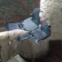 کفتر پلاکی