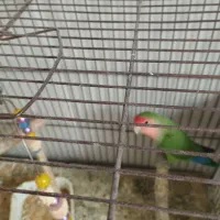 یک عدد طوطی برزیلی نر مست