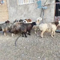 میش آبستن