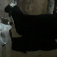 بره‌قوچ‌افشاربه‌شرت‌پرشب