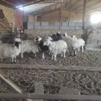 فروش تعدادی میش و بز سانن