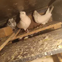 ۵عدد کبوتر ۲ملیون