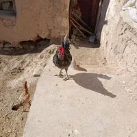 دوتا مرغ محلی  بوقلمون