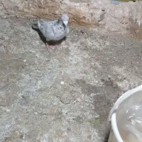 سرور نر|پرنده|پاکدشت, پاکدشت (مامازند)|دیوار