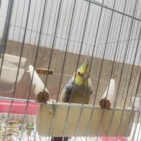 عروس هلندی سینامون نر