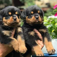 توله سگ روتوایلر(روتفایلر)۶۰روزه|سگ|تهران, الهیه|دیوار