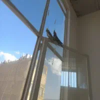 جف عروس هلندی سخنگو