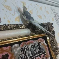 عروس هلندی