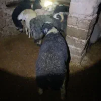 بره نر ۱۰ راس ،مرغوب،|حیوانات مزرعه|فرخ‌شهر, |دیوار