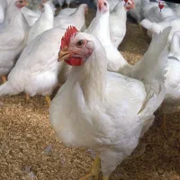 فروش مرغ / بدون واسطه از مرغ دار