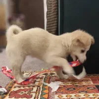 سگ اشپیتز|سگ|شیراز, لاله|دیوار