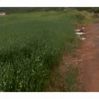 فروش زمین کشاورزی.درروستای حسنیی.دهگلان