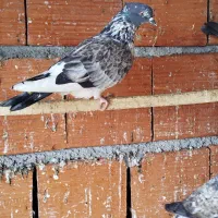 کبوتر|پرنده|بندر ترکمن, |دیوار