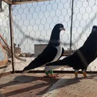 کفتر کبوتر خوشرنگ