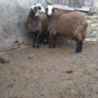 بره ماده شالی|حیوانات مزرعه|بوئین زهرا, |دیوار