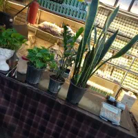 گل خانه