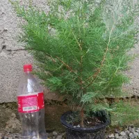 کاج سبز فشرده