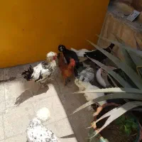 مرغ و خروس سلطان لهستانی پاپر کاکلی