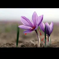 فروش گل زعفران