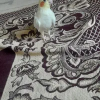 عروس هلندی نر