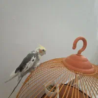 عروس هلندی|پرنده|رشت, کوی مهر|دیوار