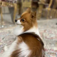 سگ پامر روباهی|سگ|شیراز, گویم|دیوار