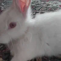 خرگوش چشم شرابی