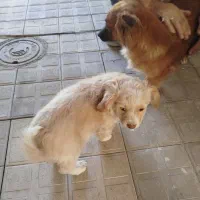 پاپی دوماه شیتزو قیمت 2500|سگ|مشهد, امیریه|دیوار