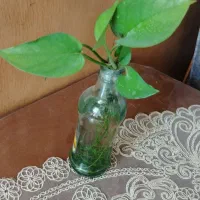 تعدادی بطری شیشه ای محکم برای پتوس های زیبا