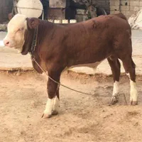 قطبه گوساله‌ سمینتال|حیوانات مزرعه|مرودشت, رودبال|دیوار