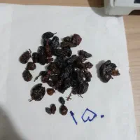 مویز آفتابی