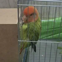 طوطی بریزیلی نر و ماده دستی