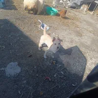 سگ روباهی شیواوا