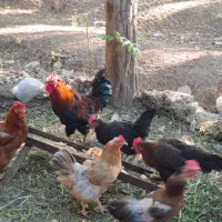 مرغ و خروس محلی