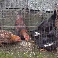 مرغ خروس بالغ ، جوجه ۵ ماهه جاپنیز پاکوتاه|حیوانات مزرعه|رشت, حومه رشت|دیوار