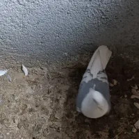 کبوتر یا کفتر جفت کاه و هوای