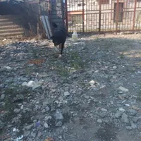 سگ نگهبان برای ویلا وزمین وباغ