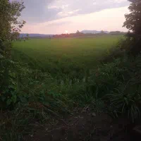 جو گوهران