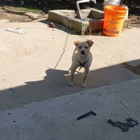 سگ پاکوتاه شناسنامه دار