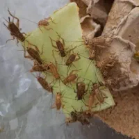 فروش غذای خزندگان ، جیرجیرک