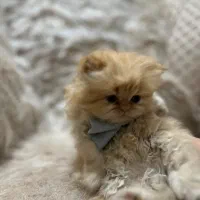 گربه پرشین|گربه|پردیس, فاز ۳|دیوار