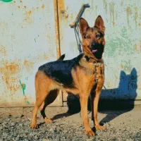 ژرمن ماده ۳ساله از تهران