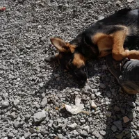 ژرمن ماده|سگ|سبزوار, پیروزی|دیوار