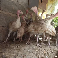 جوجه بوقلمون محلی
