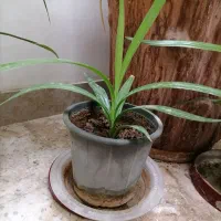 گل ذرتی کوچیک|گل و گیاه طبیعی|شیراز, جانبازان|دیوار