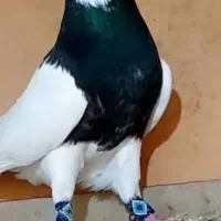 کبوتر طوقی گمشده